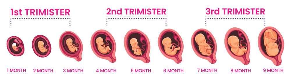 fetal-growth